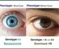 Image: Phenotype