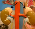 Image: adrenal glands