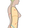 Image: cranial cavity