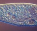 Image: Protozoan