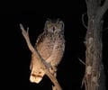 Image: Nocturnal