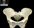 Image: symphysis pubis