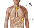Image: spleen