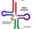Image: transfer RNA (tRNA)