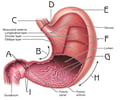 Image: stomach