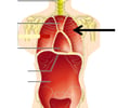 Image: left and right pleural cavities