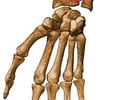 Image: Pronator Quadratus