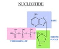 Image: nucleotide