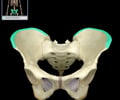 Image: Iliac crest
