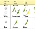 Image: Mendel & Pea Plants