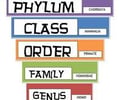Image: taxonomy