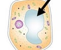 Image: Vacuole