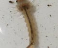 Image: Larvae