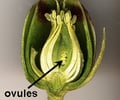 Image: ovule