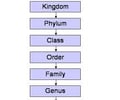 Image: Classification