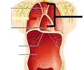 Image: mediastinum