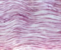 Image: Tissue