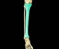 Image: tibia