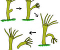 Image: Asexual reproduction