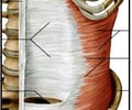 Image: Thoracolumnar Aponeurosis