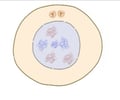 Image: Interphase