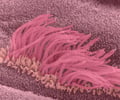 Image: cilia