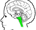 Image: brain