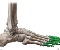Image: Phalanges of the toes
