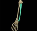 Image: ulna