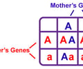 Image: Punnett Square
