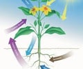 Image: Autotroph