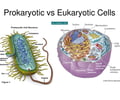 Image: eukaryote