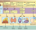 Image: hormone