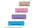 Image: Taxa (plural of taxon)