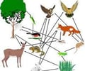 Image: Food web