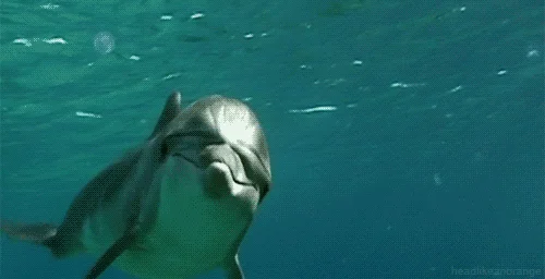Image: Aquatic