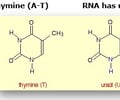 Image: uracil