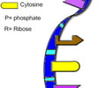Image: mRNA (messenger RNA)