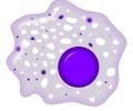 Image: macrophage