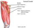 Image: Femoral Triangle