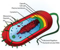Image: Prokaryotic cells