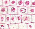 Image: Multicellular