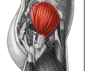Image: Gluteus medius