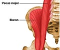 Image: Iliopsoas