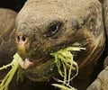 Image: Herbivore