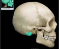 Image: Mastoid process