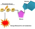 Image: ATP releases energy when it ______________ bonds between its phosphate groups