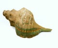 Image: Conch shell