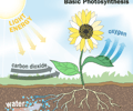 Image: Photosynthesis