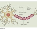 Image: neuron